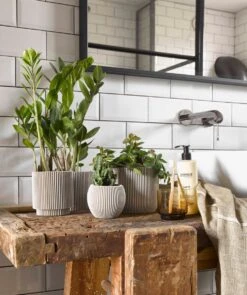 Capi Europe - Set Van 4 - Bloempot Binnen - Groove - - Ivoor - Bloempot Voor Binnen - BOX-BGVI-4 3 Capi Europe - Set Van 4 - Bloempot Binnen - Groove - - Ivoor - Bloempot Voor Binnen - BOX-BGVI-4 -Tuinverzorgings Winkel 1005x1200 1