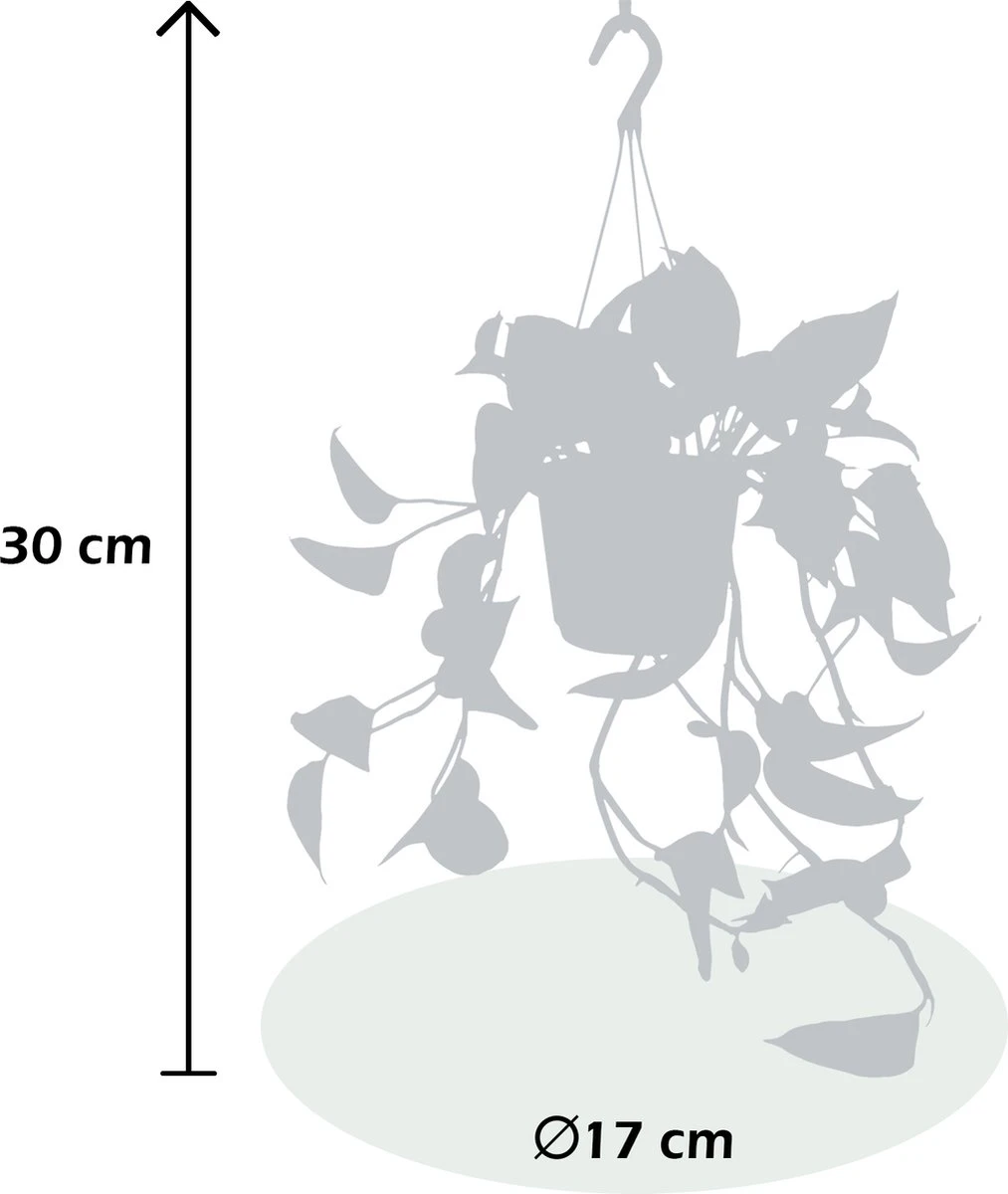 WL Plants - Epipremnum Aureum - Drankenklimop - Hangplant - Hangplanten Voor Binnen - Kamerplanten - Ook Geschikt Als Klimplant - Gemakkelijk te verzorgen - ± 30cm hoog - 17cm diameter - In Kweekpot WL Plants - Epipremnum Aureum - Drankenklimop - Hangplant - Hangplanten Voor Binnen - Kamerplanten - Ook Geschikt Als Klimplant - Gemakkelijk Te Verzorgen - ± 30cm Hoog - 17cm Diameter - In Kweekpot -Tuinverzorgings Winkel