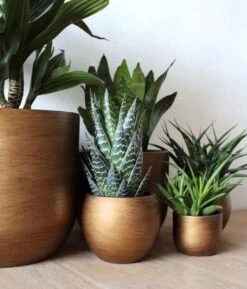 Capi Europe - Bloempot Bol Retro XL - 42x41 - Goud - Bloempot Voor Binnen - Opening ⌀36 - RTG933 4 Capi Europe - Bloempot Bol Retro XL - 42x41 - Goud - Bloempot Voor Binnen - Opening ⌀36 - RTG933 -Tuinverzorgings Winkel 1024x1200 5