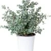Eucalyptus Gunnii - Gomboom - Heester - Groenblijvend - ⌀17 Cm - 40-50 Cm -Tuinverzorgings Winkel 1026x1200 3