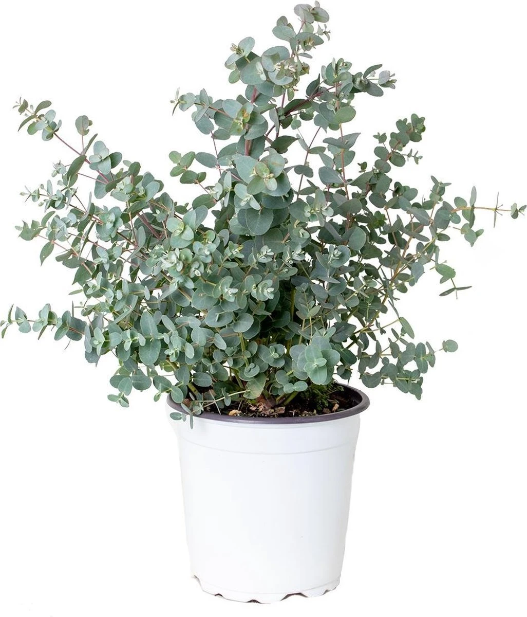 Eucalyptus gunnii - Gomboom - Heester - Groenblijvend - ⌀17 cm - 40-50 cm Eucalyptus Gunnii - Gomboom - Heester - Groenblijvend - ⌀17 Cm - 40-50 Cm -Tuinverzorgings Winkel 1026x1200 3
