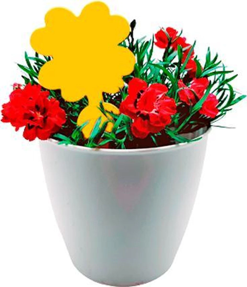 Plak klavertjes tegen rouwvliegjes 48 stuks - Rouwvliegjes bestrijden - Varenrouwmug - Plakstrips - Vangkaarten - Vangplaten - Insectenval - Insectenvanger Plak Klavertjes Tegen Rouwvliegjes 48 Stuks - Rouwvliegjes Bestrijden - Varenrouwmug - Plakstrips - Vangkaarten - Vangplaten - Insectenval - Insectenvanger -Tuinverzorgings Winkel 1031x1200 3