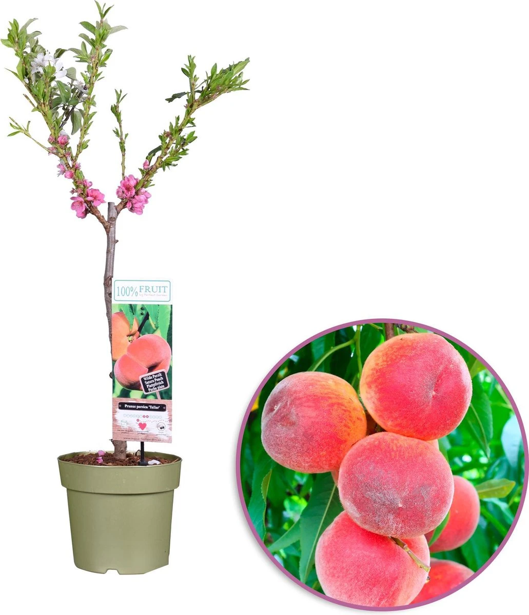 Perzikboom, Prunus persica Patiobomen ‘Perzik', zelfbestuivend, winterhard Perzikboom, Prunus Persica Patiobomen ‘Perzik', Zelfbestuivend, Winterhard -Tuinverzorgings Winkel 1031x1200 4