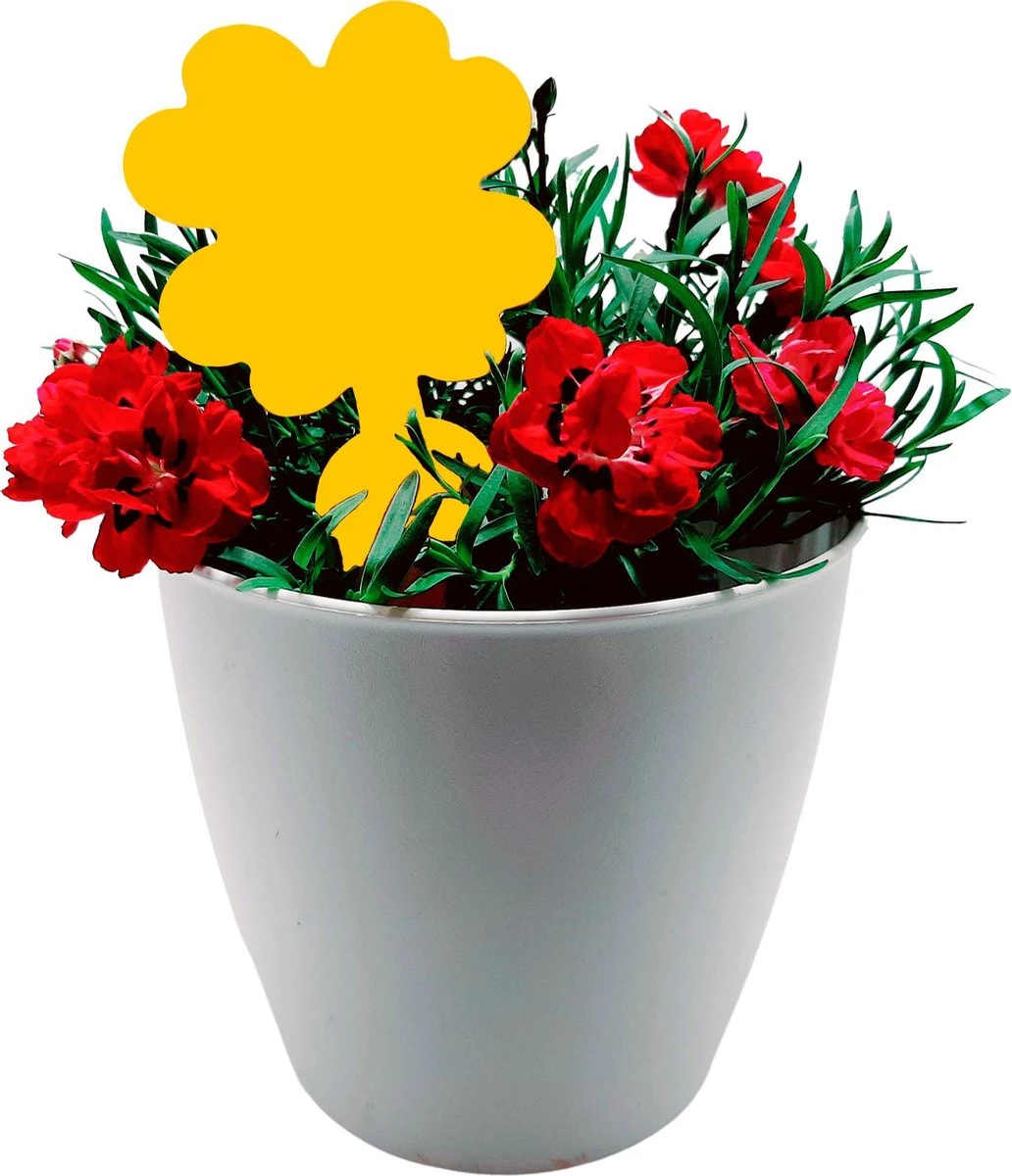 Plak klavertjes tegen rouwvliegjes 15 stuks - Rouwvliegjes bestrijden - Varenrouwmug - Plakstrips - Vangkaarten - Vangplaten - Insectenval - Insectenvanger Plak Klavertjes Tegen Rouwvliegjes 15 Stuks - Rouwvliegjes Bestrijden - Varenrouwmug - Plakstrips - Vangkaarten - Vangplaten - Insectenval - Insectenvanger -Tuinverzorgings Winkel 1032x1200 1