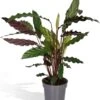 Calathea Rufibarba - 50cm -Tuinverzorgings Winkel 1041x1200 1