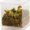 Swampworld Mini Terrarium Met LED Lamp - Vleesetende Plant - 1 Venus Vliegenvanger + Handige Watermeter - L12xB12xH15 Cm -Tuinverzorgings Winkel 1052x1200 2
