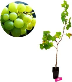 Set Van 3 Druivenplanten - Rode, Blauwe En Witte Druif - Hoogte 70cm - Vitis Vinifera -Tuinverzorgings Winkel 1054x1200 1