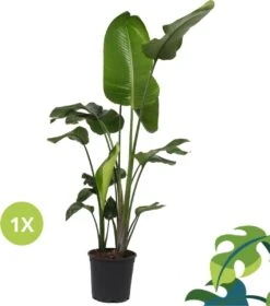 Strelitzia Nicolai - 180cm -Tuinverzorgings Winkel 1057x1200 2