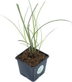 GP 12 X Prachtriet Gracillimus - Winterhard Siergras - Miscanthus Sinensis 'Gracillimus' In 9x9cm Pot Met Hoogte 5-10cm -Tuinverzorgings Winkel 1057x1200 3