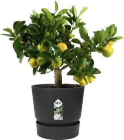 Elho Greenville Rond 30 - Grote Bloempot Voor Buiten - Gemaakt Van Gereycled Plastic - Ø 29.5 X H 27.8 Cm - Living Black -Tuinverzorgings Winkel 1057x1200 4