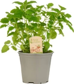 Mix Van 6 Italiaanse Kruidenplanten / The Herbs Family -Tuinverzorgings Winkel 1061x1200 6