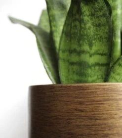 Capi Europe - Bloempot Bol Retro XL - 42x41 - Goud - Bloempot Voor Binnen - Opening ⌀36 - RTG933 7 Capi Europe - Bloempot Bol Retro XL - 42x41 - Goud - Bloempot Voor Binnen - Opening ⌀36 - RTG933 -Tuinverzorgings Winkel 1061x1200 7