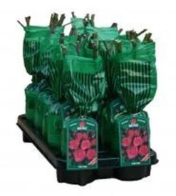 New Dawn Rouge - Klimroos | Rood Doorbloeiende Roos (bloeit Na Bloei Nogmaals) - Meerjarig En Winterhard - Klimplant -Tuinverzorgings Winkel 1077x1200 1