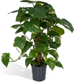 Epipremnum Aureum Mosstok - 60cm
