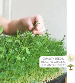 Variatie-set Kiemzaden 5x 100g | Broccoli, Erwten Scheuten, Zonnebloem, Radijs & Mosterd - 500g | Biologische Microgreen, Microgroenten Zaden | Plastic Vrij Verpakt | Moestuin Kweekset Binnen -Tuinverzorgings Winkel 1080x1200 4