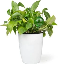 Merkloos Decopatent® 4 Stuks - Waterdruppelaar Voor Planten - Watergever - Glas - Waterbollen - Watergeefsysteem - Plantenbollen - Groen 7 Merkloos Decopatent® 4 Stuks - Waterdruppelaar Voor Planten - Watergever - Glas - Waterbollen - Watergeefsysteem - Plantenbollen - Groen -Tuinverzorgings Winkel 1091x1200 4