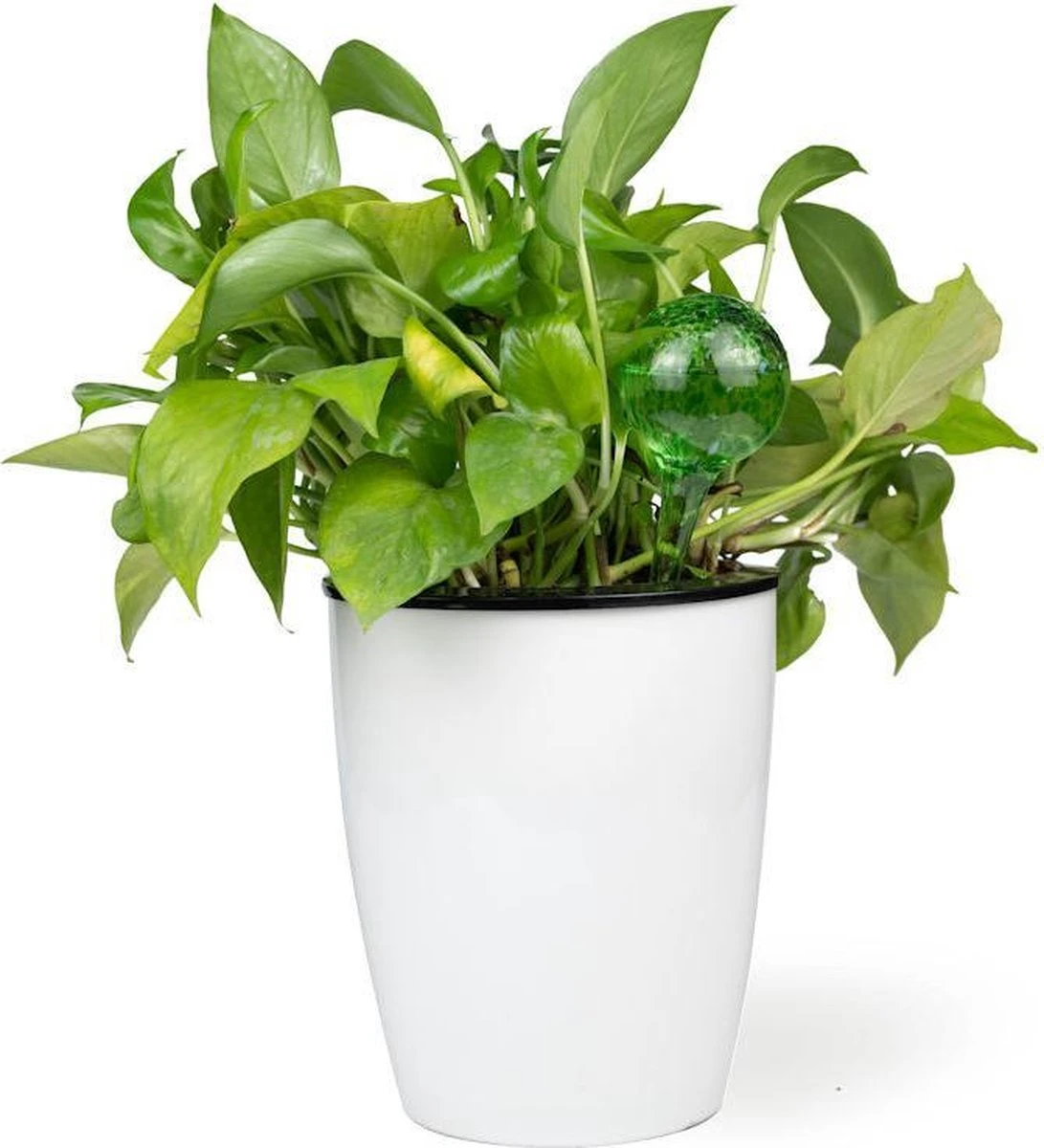 Decopatent® 4 Stuks - Waterdruppelaar voor Planten - Watergever - Glas - Waterbollen - Watergeefsysteem - Plantenbollen - Groen Merkloos Decopatent® 4 Stuks - Waterdruppelaar Voor Planten - Watergever - Glas - Waterbollen - Watergeefsysteem - Plantenbollen - Groen -Tuinverzorgings Winkel 1091x1200 4