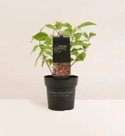 Hydrangea Paniculata Living Summer Love® -Tuinverzorgings Winkel 1099x1200 1