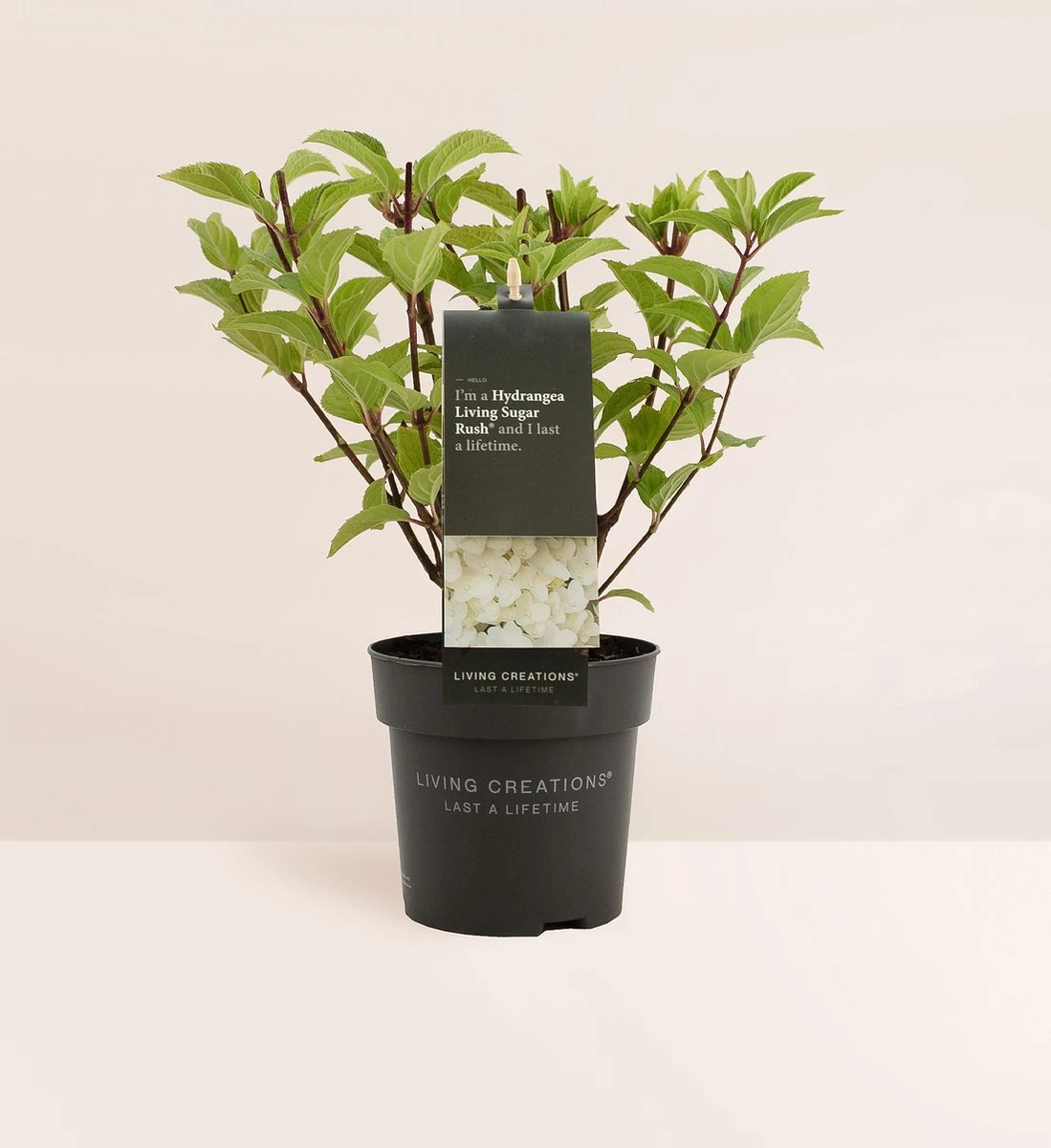 Hydrangea paniculata Living Sugar Rush® Hydrangea Paniculata Living Sugar Rush® -Tuinverzorgings Winkel 1099x1200 2