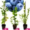 Set Van 3 Blauwe Bessen - Vaccinium Corymbosum – Hoogte 30cm – 9cm Pot – Mix A