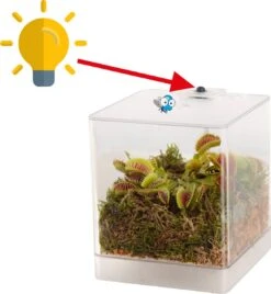 Swampworld Mini Terrarium Met LED Lamp - Vleesetende Plant - 1 Venus Vliegenvanger + Handige Watermeter - L12xB12xH15 Cm -Tuinverzorgings Winkel 1106x1200 3