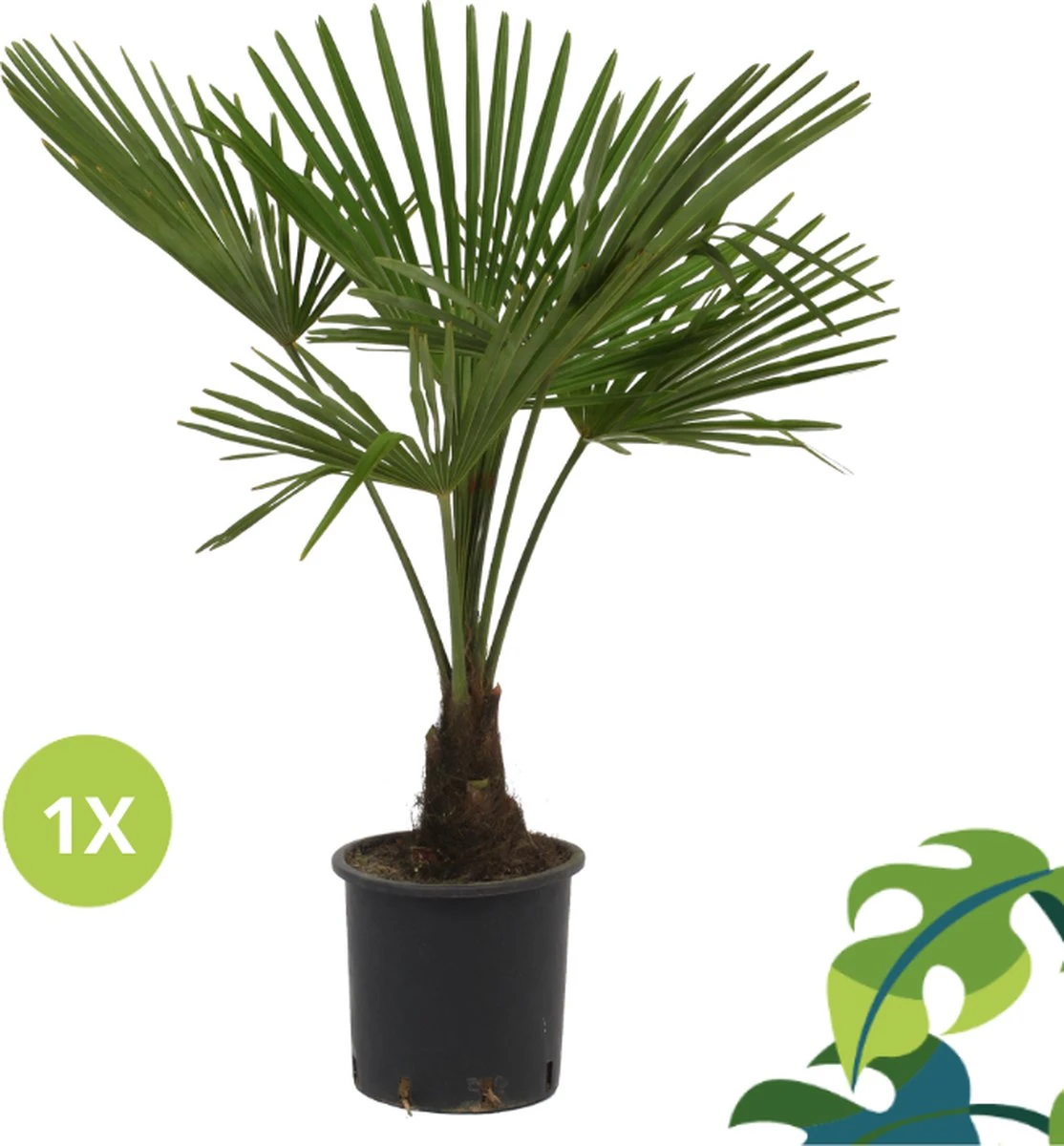 Winterharde palmboom - Trachycarpus fortunei 100cm Winterharde Palmboom - Trachycarpus Fortunei 100cm -Tuinverzorgings Winkel 1114x1200 1
