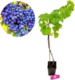 Set Van 3 Druivenplanten - Rode, Blauwe En Witte Druif - Hoogte 70cm - Vitis Vinifera -Tuinverzorgings Winkel 1114x1200 2