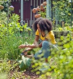 GARDENA - ExpertCut - Snoeischaar - 22 Diameter Tak 15 GARDENA - ExpertCut - Snoeischaar - 22 Diameter Tak -Tuinverzorgings Winkel 1116x1200 1