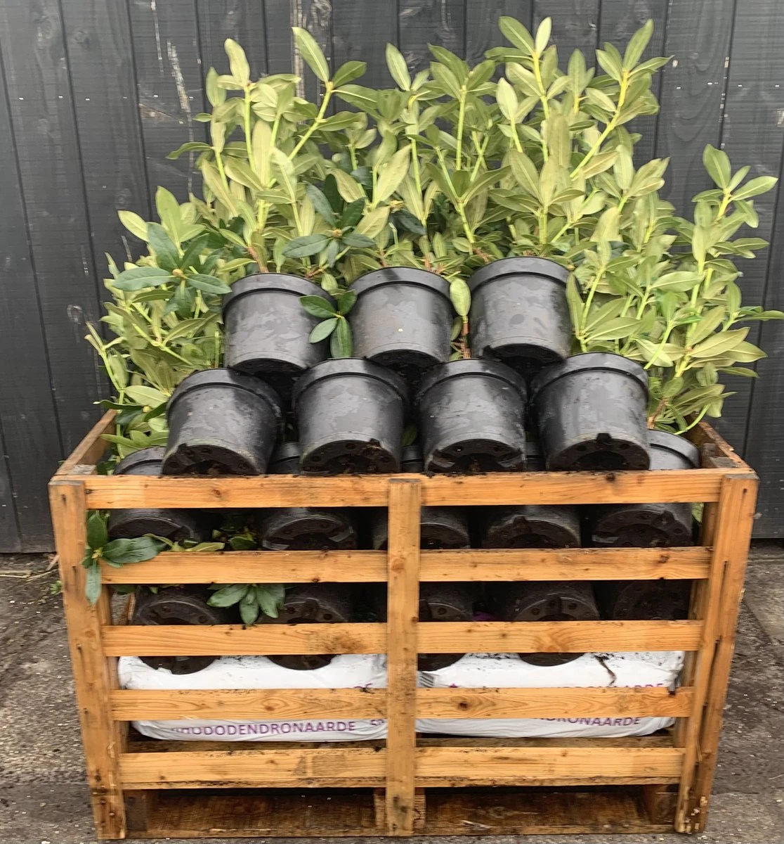 Rhododendron box - 40 stuks - wit - 40/60 cm hoog - incl. 8 zakken tuinturf 50L - rhododendron 'cunningham's white' - Rhododendron Box - 40 Stuks - Wit - 40/60 Cm Hoog - Incl. 8 Zakken Tuinturf 50L - Rhododendron 'cunningham's White' - -Tuinverzorgings Winkel 1116x1200 4