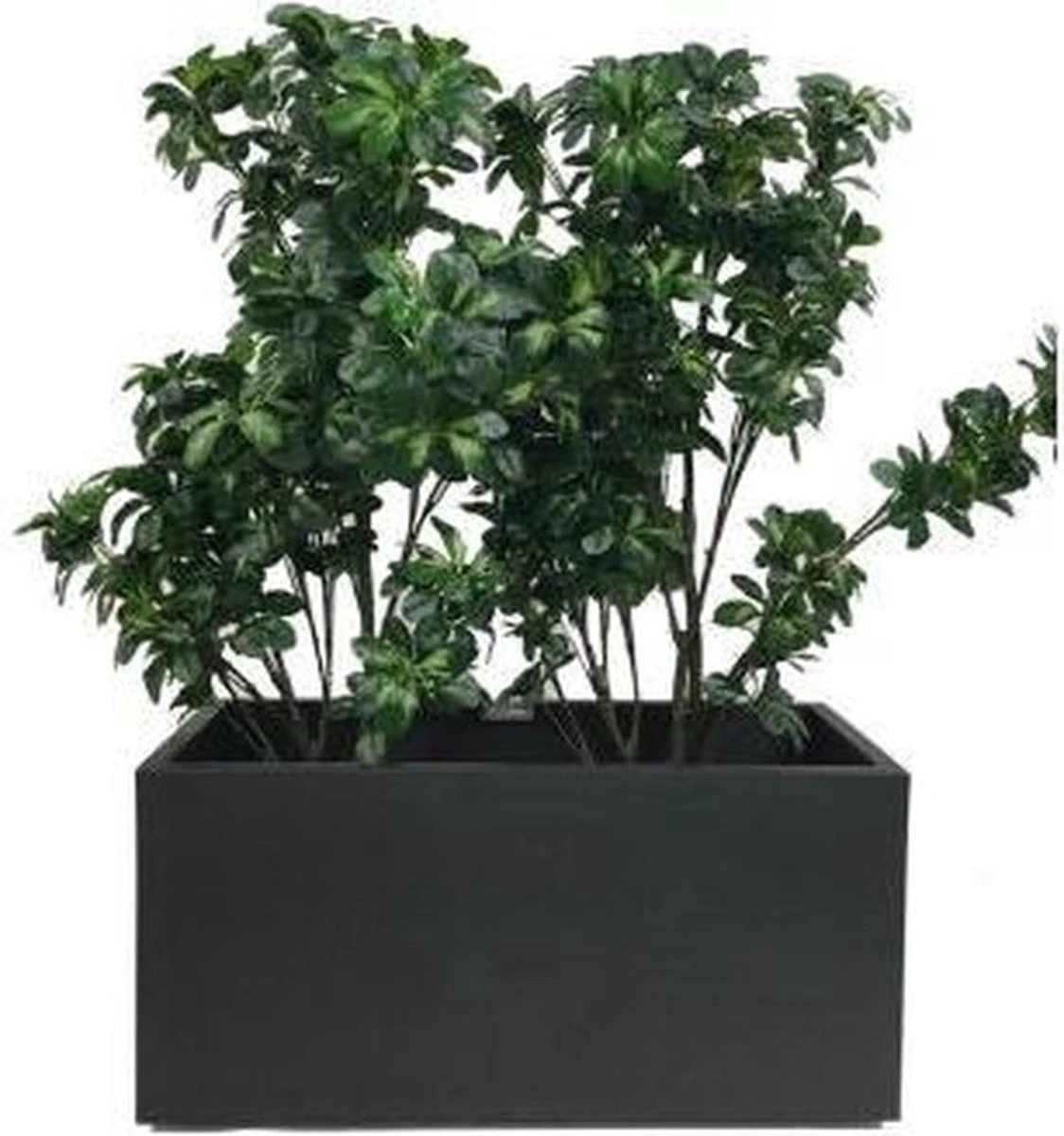 Elho Vivo Matt Finish Lang Wielen 90 - Grote Staande Plantenbak voor Binnen & Buiten - Gemaakt van Gereycled Plastic - L 39 x W 88 x H 41 cm - Zwart Elho Vivo Matt Finish Lang Wielen 90 - Grote Staande Plantenbak Voor Binnen & Buiten - Gemaakt Van Gereycled Plastic - L 39 X W 88 X H 41 Cm - Zwart -Tuinverzorgings Winkel 1124x1200 6