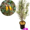 Sophora 'Little Baby' Honingboom- Zigzagstruik - Hoogte 60cm - 2 Liter Pot