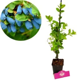 Voedselbos Pakket - 20 Fruitplanten - Op 25m2 Wildplukken! - Permacultuur - Moestuin - Voordeelpakket 8 Voedselbos Pakket - 20 Fruitplanten - Op 25m2 Wildplukken! - Permacultuur - Moestuin - Voordeelpakket -Tuinverzorgings Winkel 1138x1200 20