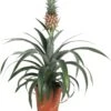 Plant In A Box - Ananasplant Mi Amigo - Kamerplant - Pot 12cm - Hoogte 35-45cm
