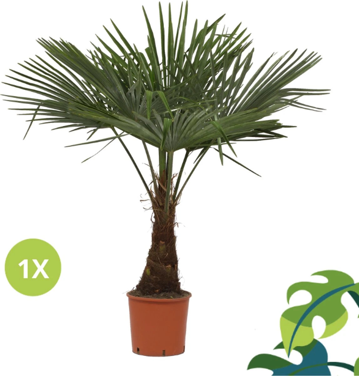 Winterharde plamboom - Trachycarpus fortunei 130cm Winterharde Plamboom - Trachycarpus Fortunei 130cm -Tuinverzorgings Winkel 1147x1200 2