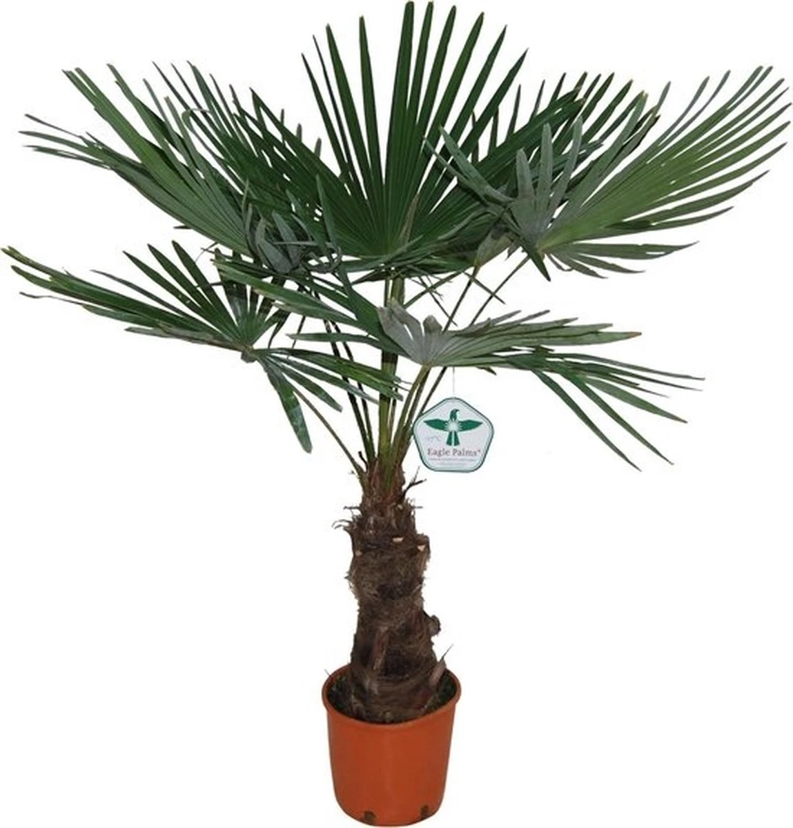 Winterharde plamboom - Trachycarpus fortunei 130cm Winterharde Plamboom - Trachycarpus Fortunei 130cm -Tuinverzorgings Winkel 1149x1200 5