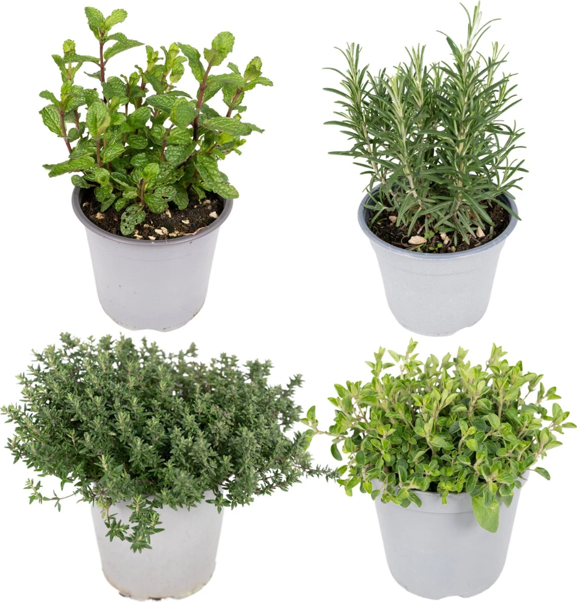 Tuinkruiden Mix - 18cm - Ø14 Tuinkruiden Mix - 18cm - Ø14 -Tuinverzorgings Winkel 1151x1200 4