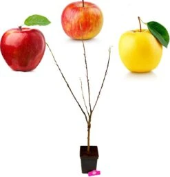 Malus Domestica ‘Trio Appel’ Drie Soorten Aan één Boom - Wortelgoed - Soort A -Tuinverzorgings Winkel 1151x1200 9