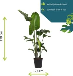 Strelitzia Nicolai - 180cm -Tuinverzorgings Winkel 1153x1200 5