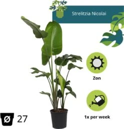 Strelitzia Nicolai - 180cm -Tuinverzorgings Winkel 1153x1200 6