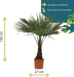 Winterharde Plamboom - Trachycarpus Fortunei 130cm 5 Winterharde Plamboom - Trachycarpus Fortunei 130cm -Tuinverzorgings Winkel 1153x1200 7