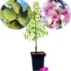 Prunus Dulcis 'Texas', Amandelboom, 5 Liter Pot -Tuinverzorgings Winkel 1156x1200 3