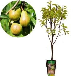 Voedselbos Pakket - 20 Fruitplanten - Op 25m2 Wildplukken! - Permacultuur - Moestuin - Voordeelpakket 3 Voedselbos Pakket - 20 Fruitplanten - Op 25m2 Wildplukken! - Permacultuur - Moestuin - Voordeelpakket -Tuinverzorgings Winkel 1157x1200 7