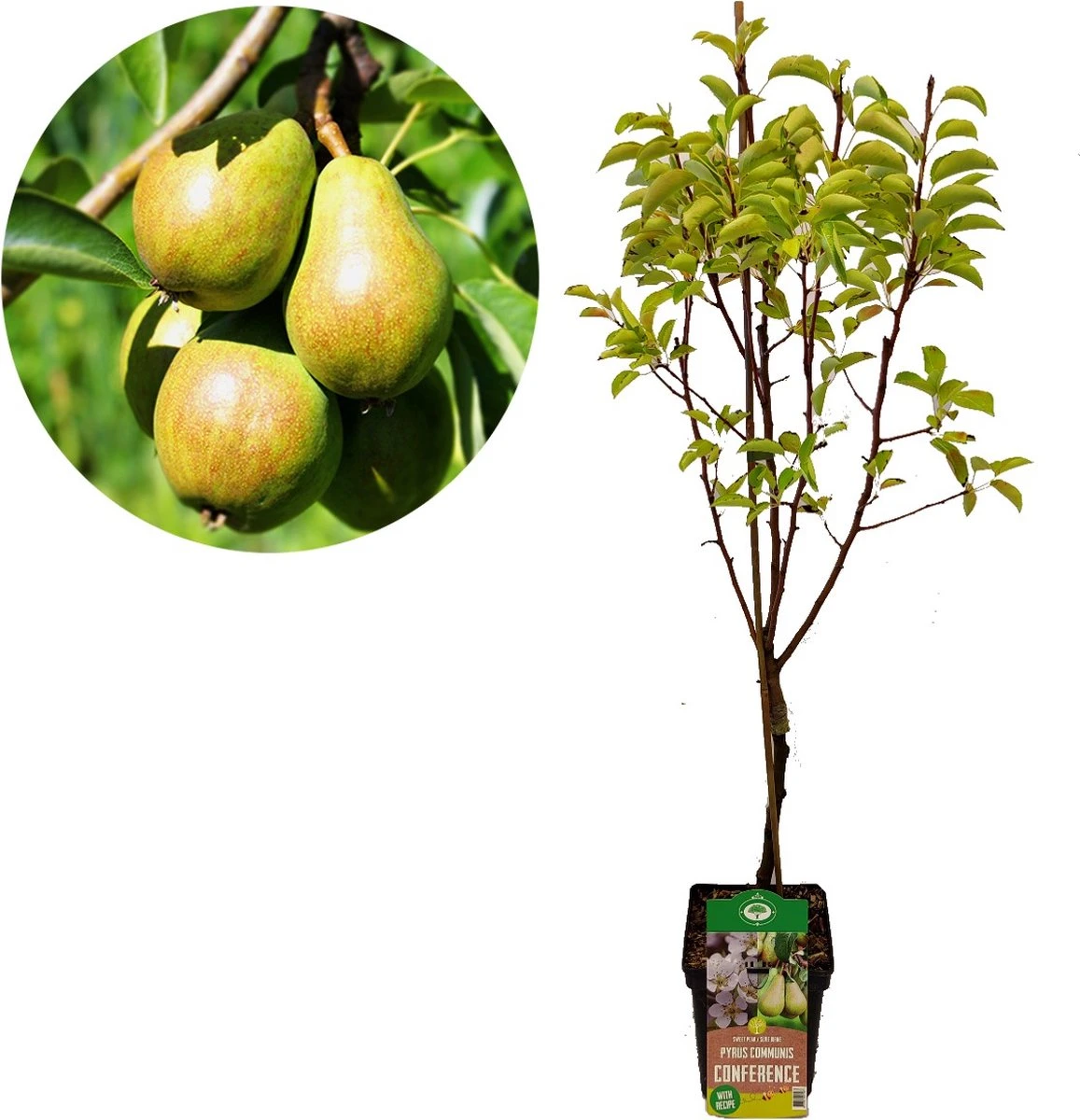 Voedselbos pakket - 20 Fruitplanten - Op 25m2 Wildplukken! - Permacultuur - moestuin - Voordeelpakket Voedselbos Pakket - 20 Fruitplanten - Op 25m2 Wildplukken! - Permacultuur - Moestuin - Voordeelpakket -Tuinverzorgings Winkel 1157x1200 7