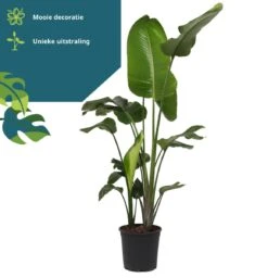 Strelitzia Nicolai - 180cm -Tuinverzorgings Winkel 1160x1200 6