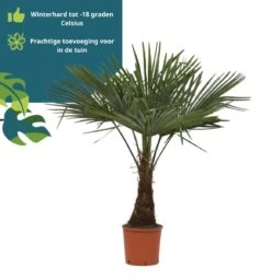 Winterharde Plamboom - Trachycarpus Fortunei 130cm 6 Winterharde Plamboom - Trachycarpus Fortunei 130cm -Tuinverzorgings Winkel 1160x1200 8