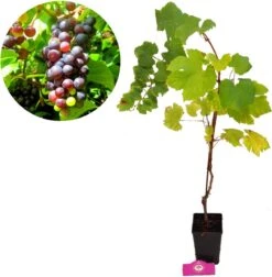 Set Van 3 Druivenplanten - Rode, Blauwe En Witte Druif - Hoogte 70cm - Vitis Vinifera -Tuinverzorgings Winkel 1176x1200 6