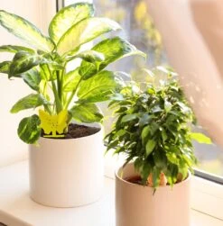 Rouwvliegjes Bestrijden 15 Stuks - Vliegenvanger - Insectenvanger - Lijmval - Vangplaten - Plak Klavertjes Tegen Rouwvliegen En Trips - Vangkaarten - Hebron® -Tuinverzorgings Winkel 1179x1200 3