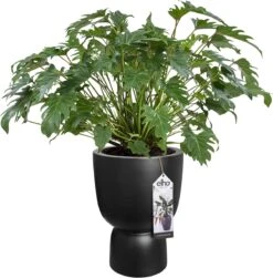 Elho Pure Coupe 35 - Bloempot Voor Binnen & Buiten - Ø 34.9 X H 49.0 Cm - Zwart/Zwart -Tuinverzorgings Winkel 1181x1200 11