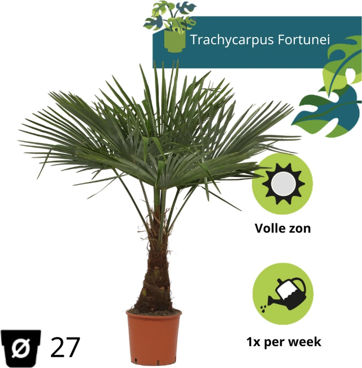 Winterharde plamboom - Trachycarpus fortunei 130cm Winterharde Plamboom - Trachycarpus Fortunei 130cm -Tuinverzorgings Winkel 1181x1200 5