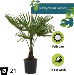 Winterharde Palmboom - Trachycarpus Fortunei 100cm 7 Winterharde Palmboom - Trachycarpus Fortunei 100cm -Tuinverzorgings Winkel 1181x1200 6